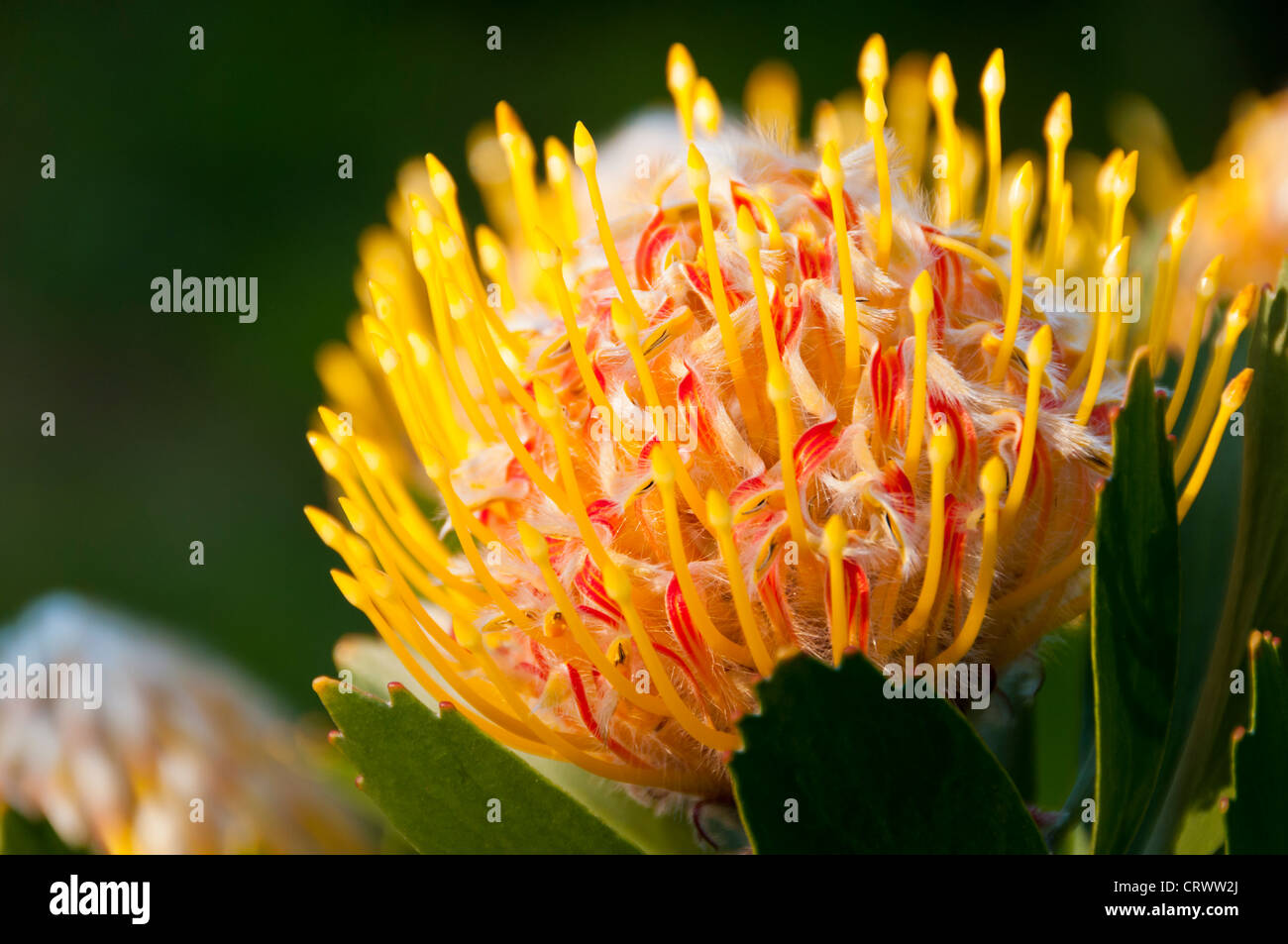Precioso Primer plano de un almohadón amarillo protea en horas de la tarde la luz Foto de stock