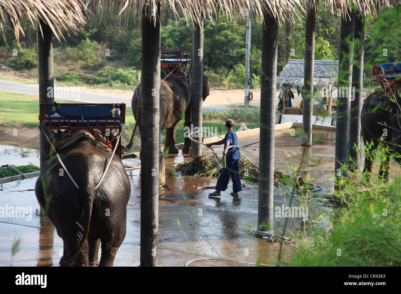 Es un parque de elefantes en Koh Samui en Tailandia para el elefante para el turista. Son elefantes tailandeses que descanso y ducha limpia Foto de stock