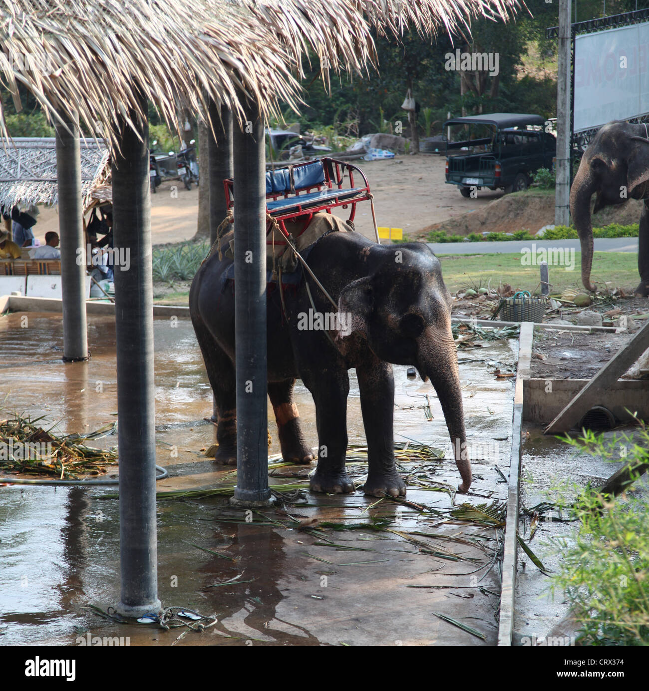 Es un parque de elefantes en Koh Samui en Tailandia para el elefante para el turista. Son elefantes tailandeses que descanso y ducha limpia Foto de stock