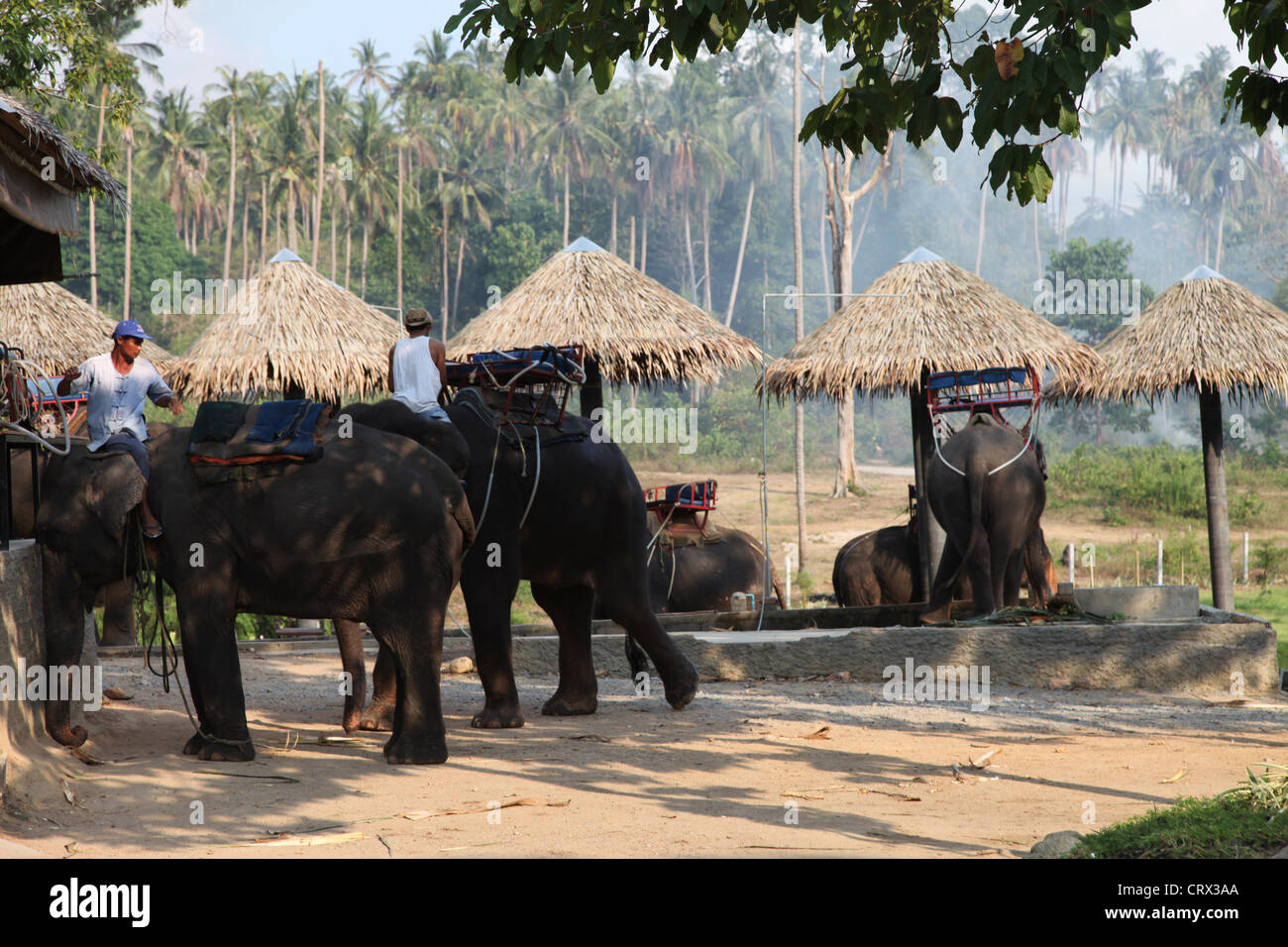 Es un parque de elefantes en Koh Samui en Tailandia para el elefante para el turista. Son elefantes tailandeses que descanso y ducha limpia Foto de stock