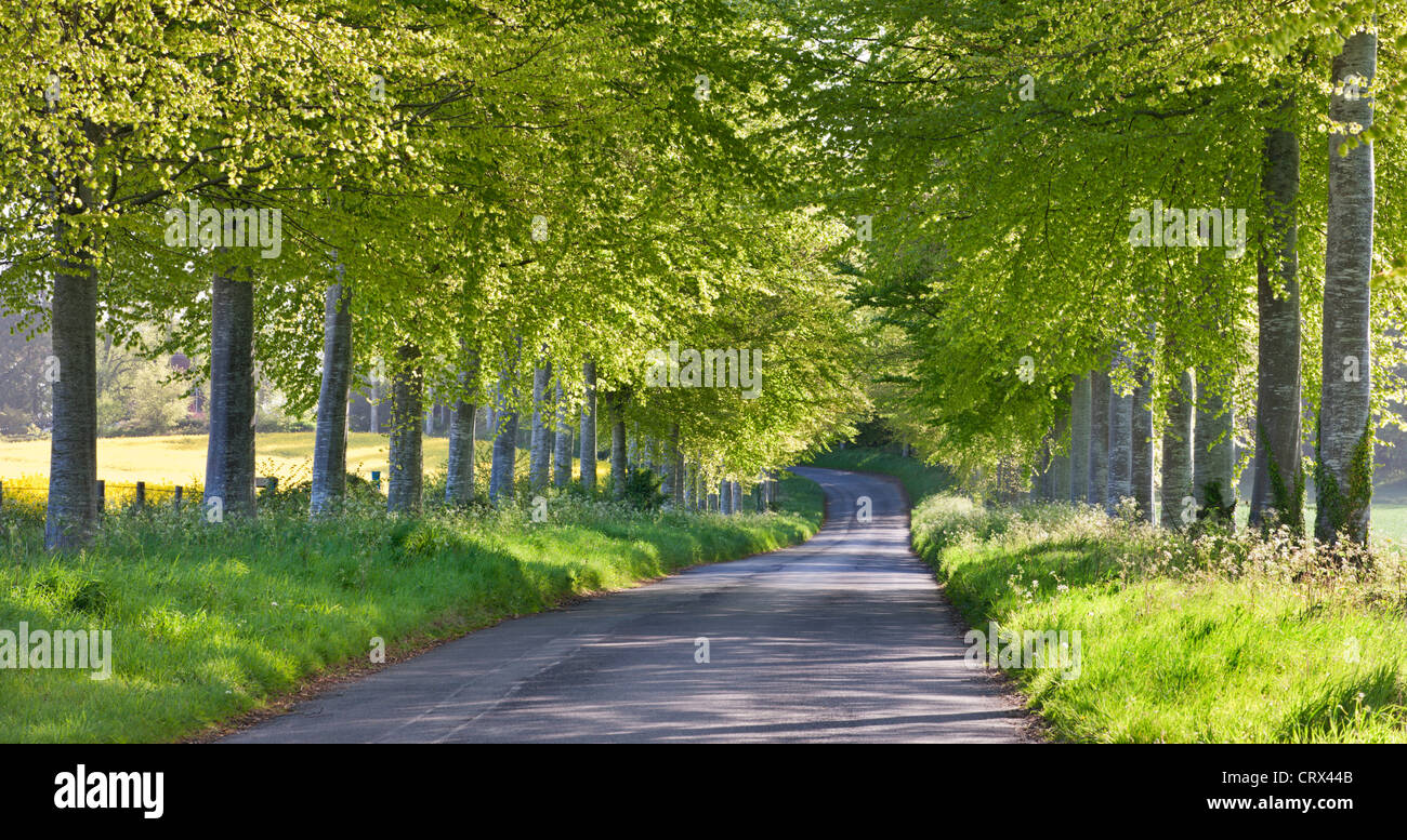 Beech arbolada Country Lane en la zona rural de Dorset, Inglaterra. La primavera (Mayo de 2012). Foto de stock