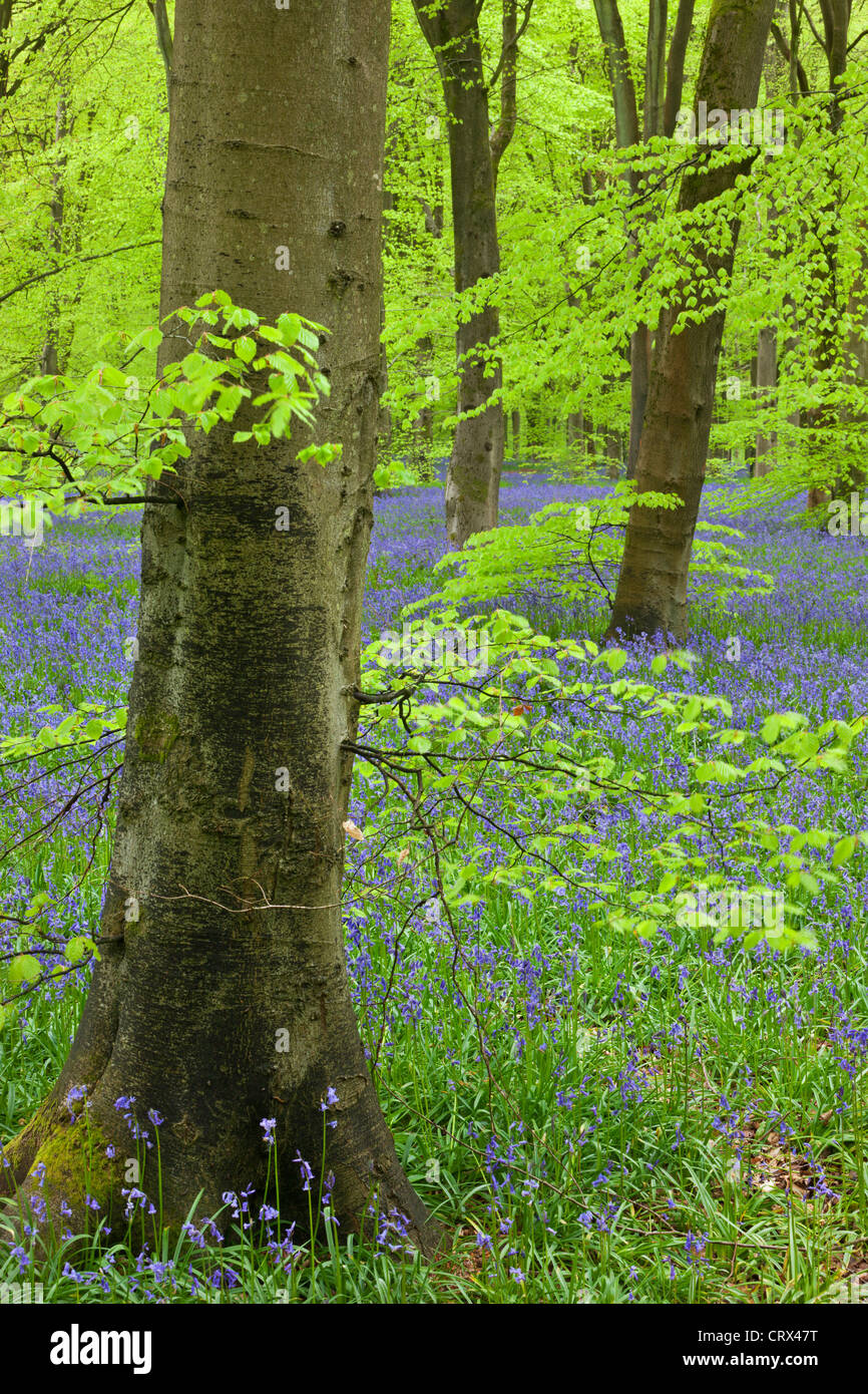 Bluebell alfombra en un bosque de hayas, West Woods, Wiltshire, Inglaterra. La primavera (Mayo de 2012). Foto de stock