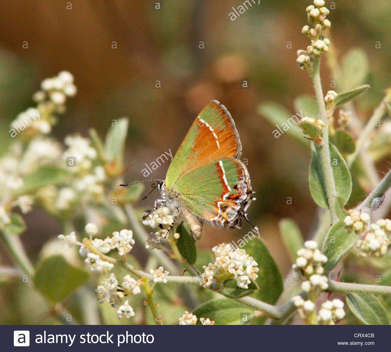 Siva Juniper Hairstreak Callophrys gryneus Mitoura gryneus siva Butterfly Arizona Foto de stock