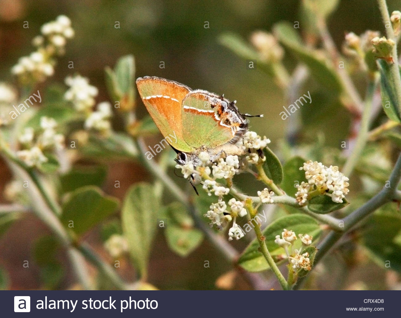 Siva Juniper Hairstreak Callophrys gryneus Mitoura gryneus siva Butterfly Arizona Foto de stock