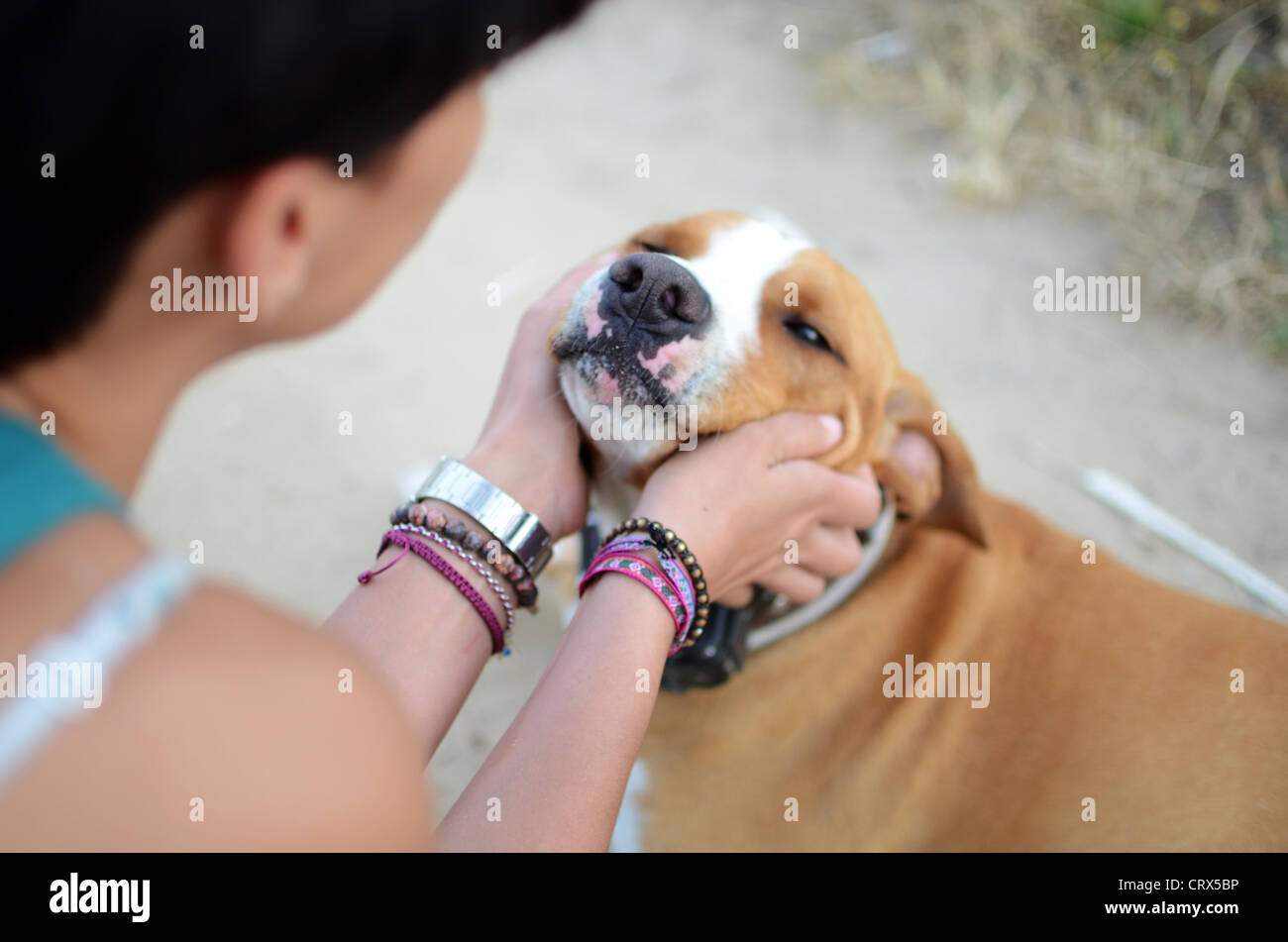 Mujer joven acariciando su cabeza de perros Foto de stock