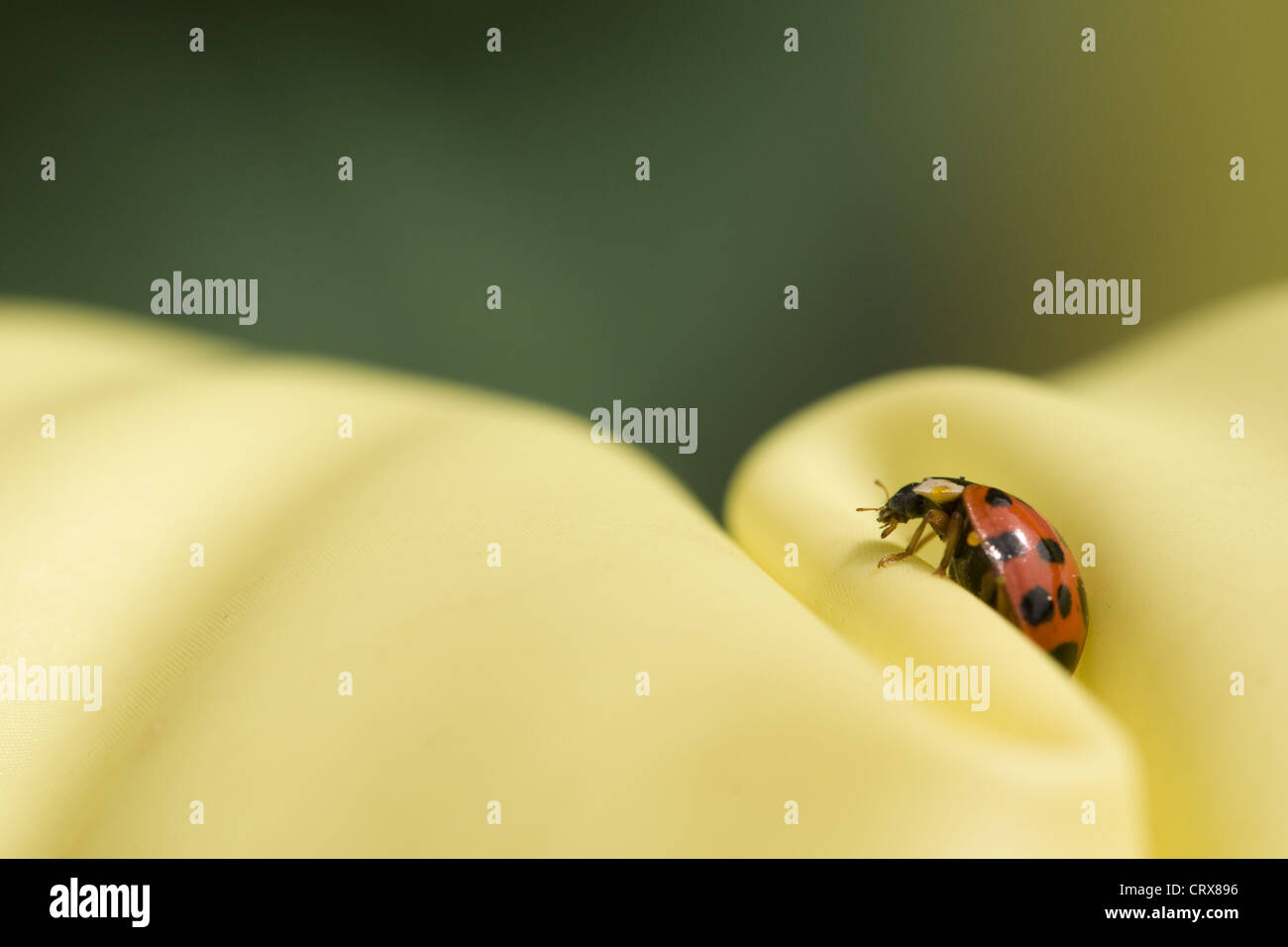 Cerrar ladybug sobre fondo verde y amarillo. Foto de stock