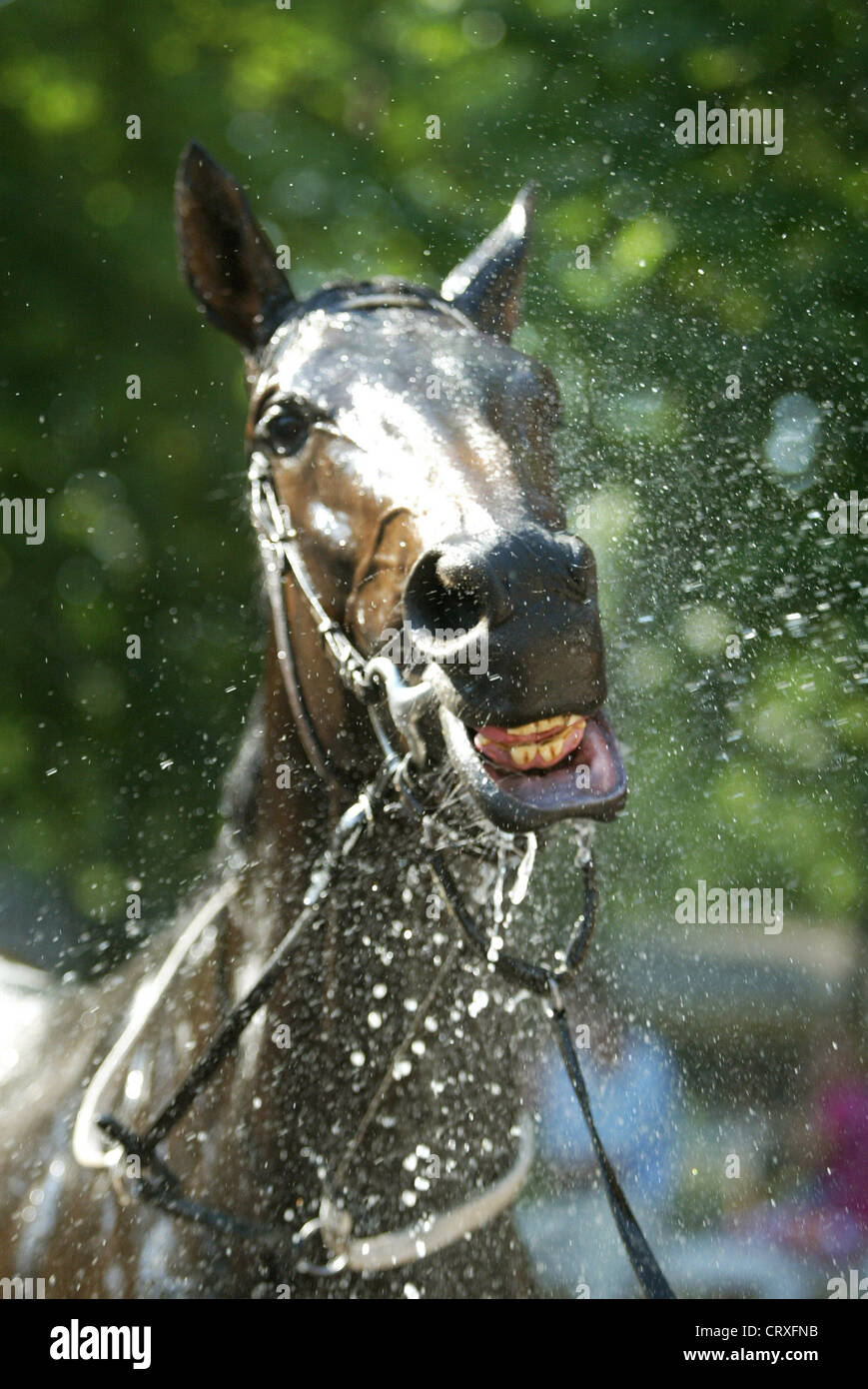 Un caballo toma una ducha Foto de stock