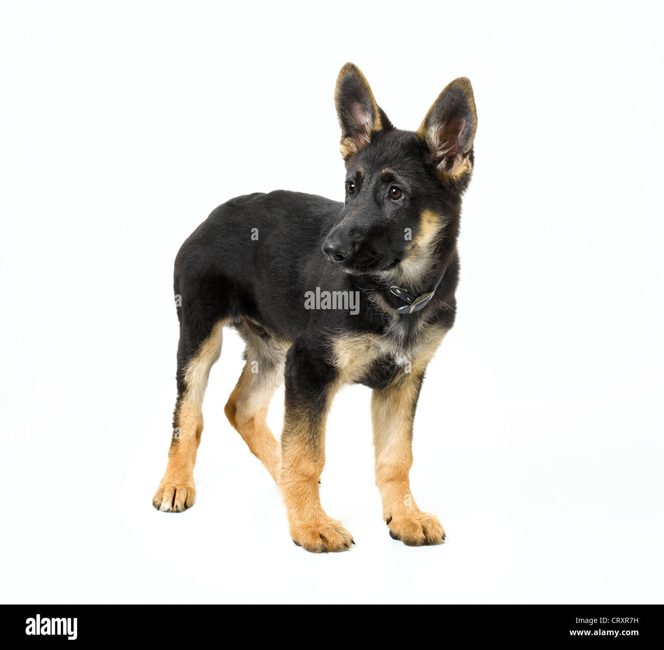 German Shepherd Puppy Foto de stock