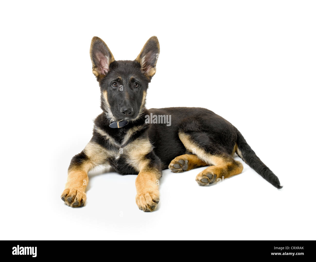 German Shepherd Puppy Foto de stock