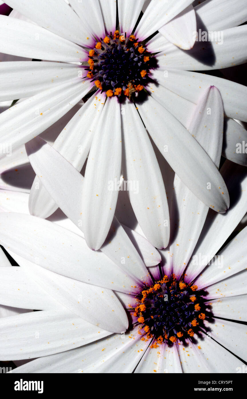 Osteospermum blanco con centro morado fotografías e imágenes de alta  resolución - Alamy