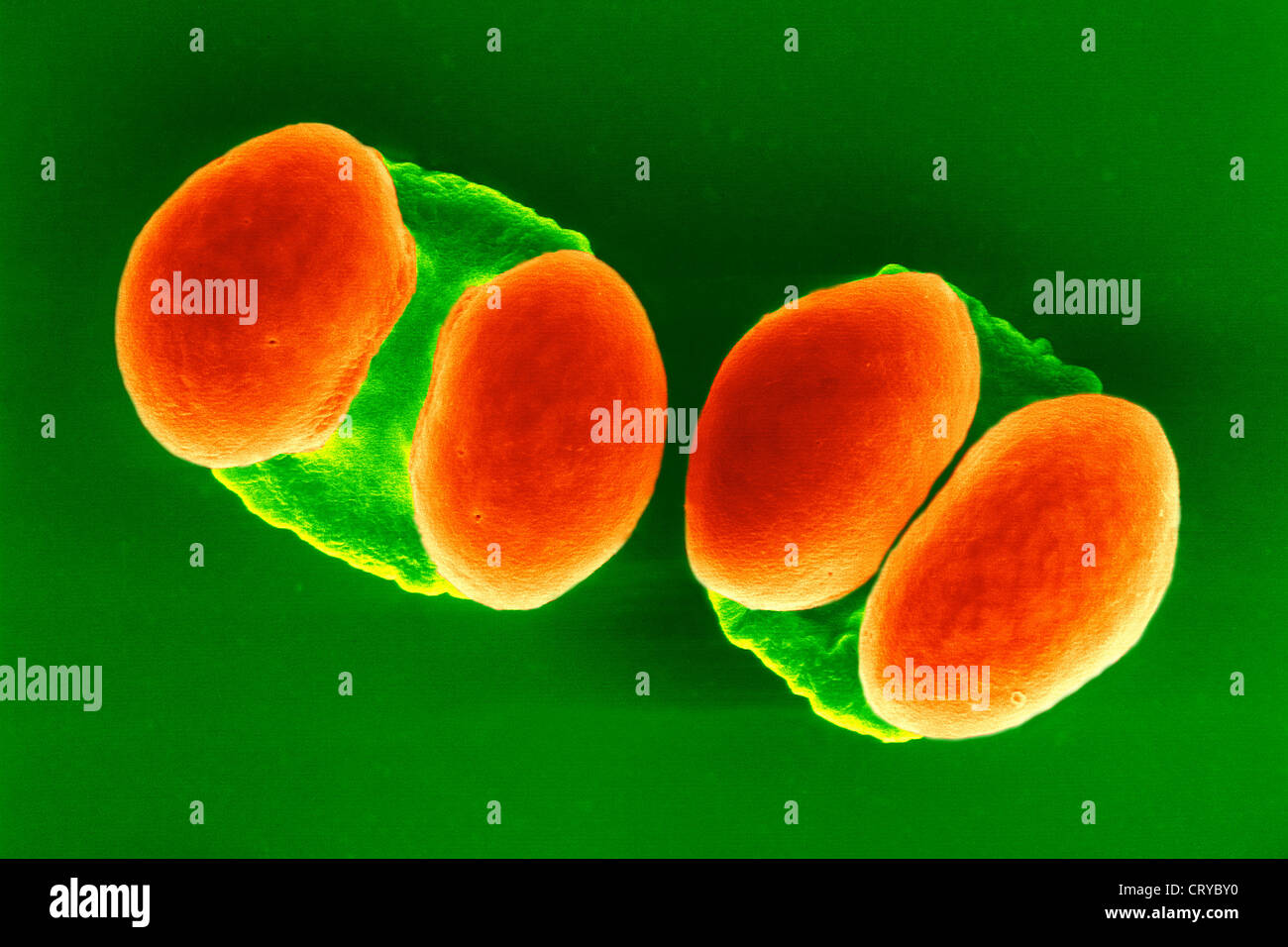 Grano de polen de pino fotografías e imágenes de alta resolución - Alamy