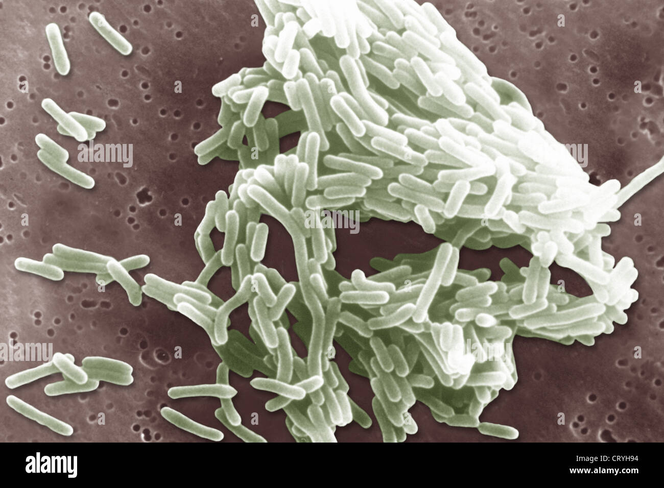 Listeria monocytogenes bacteria fotografías e imágenes de alta resolución -  Alamy