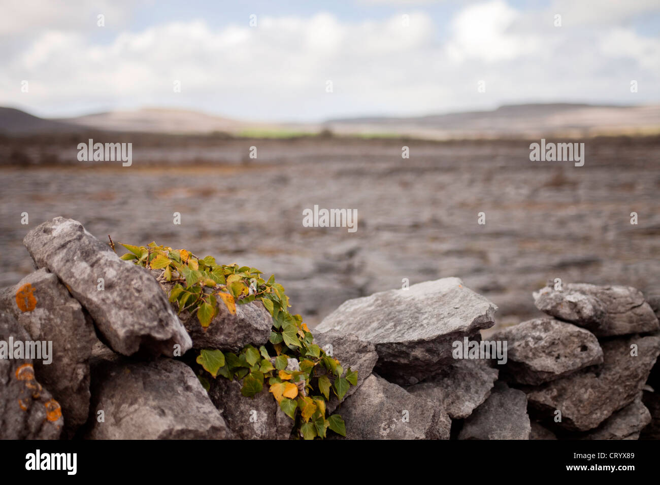 Muro de piedra con hiedra en el Burren, en el condado de Clare, al oeste de Irlanda Foto de stock