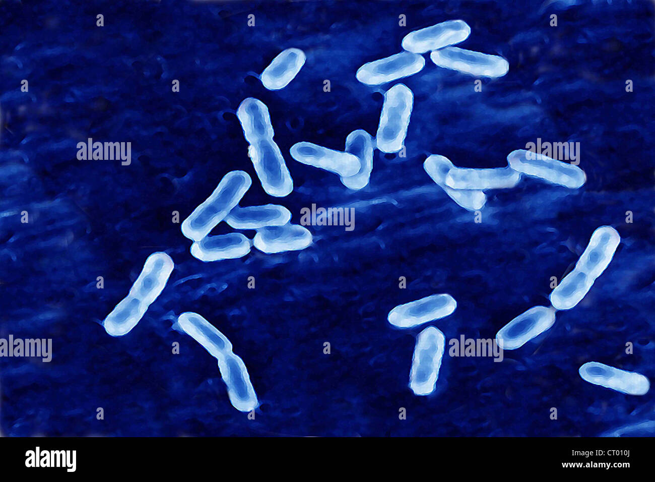 Listeria Monocytogenes Micrograph Fotos e Imágenes de stock Alamy