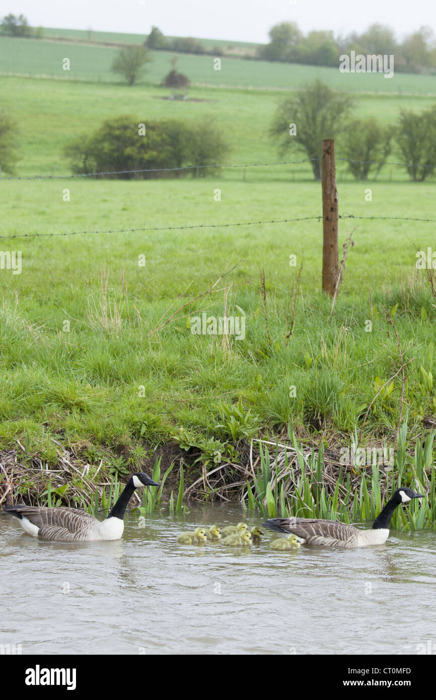 Las parejas reproductoras de los gansos de Canadá, Branta canadensis, con jóvenes goslings, sobre el río Windrush en Swinbrook, los Cotswolds, REINO UNIDO Foto de stock
