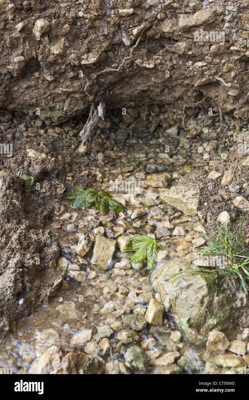 El agua que fluye de un manantial natural a través de las capas de tierra y piedra en Cotswolds Swinbrook, los Cotswolds, Oxfordshire, REINO UNIDO Foto de stock