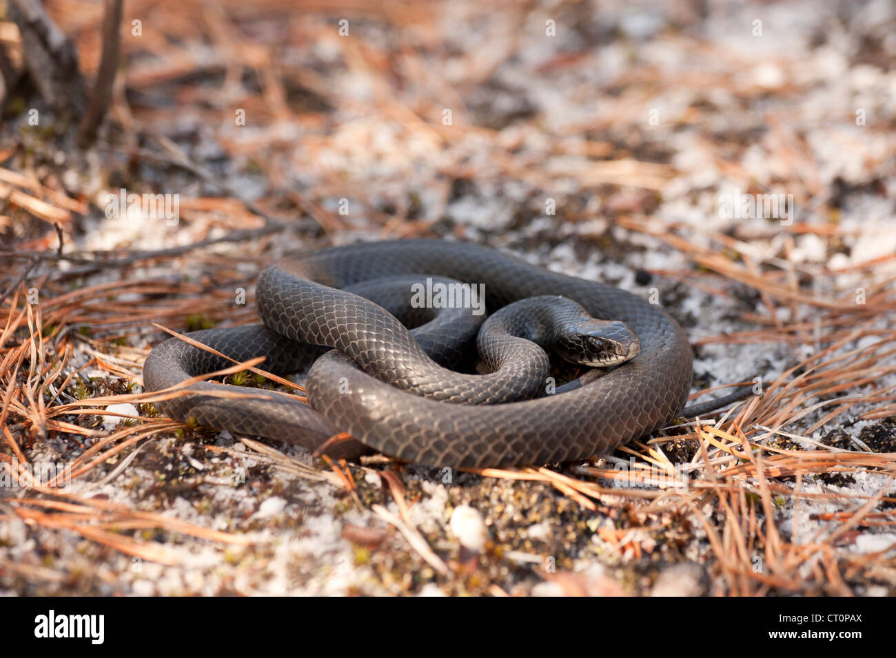 Joven negra norte racer (Coluber constrictor) serpiente c. Foto de stock