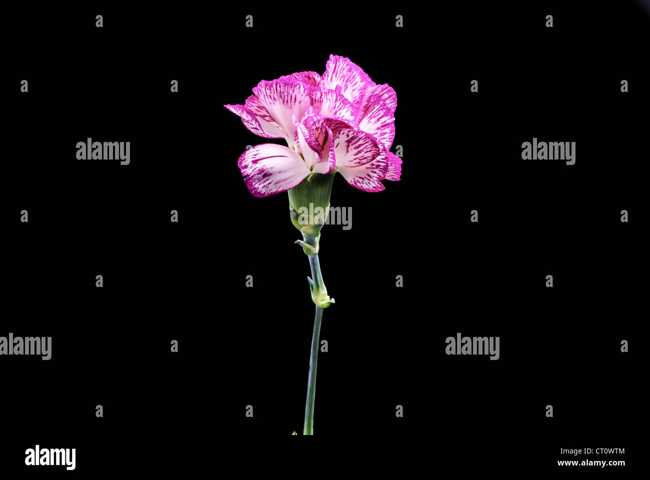 Clavel flores con el fondo negro Foto de stock