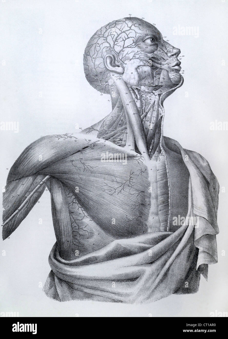 ANATOMÍA Foto de stock