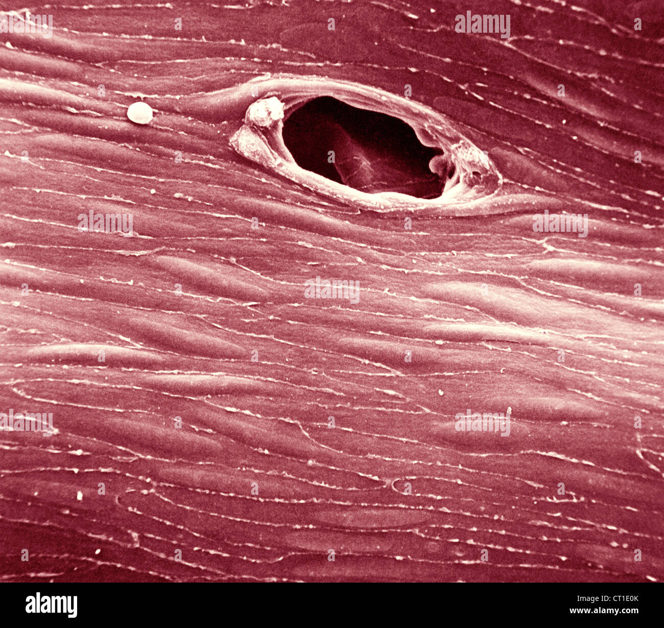 Sistemas circulatorios conejo fotografías e imágenes de alta resolución