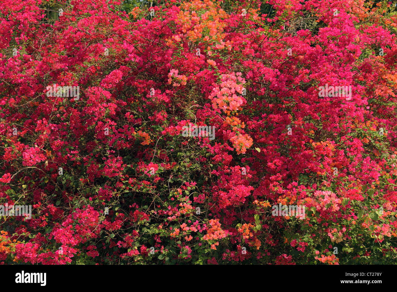 Gran buganvillas florecen en clima tropical Foto de stock