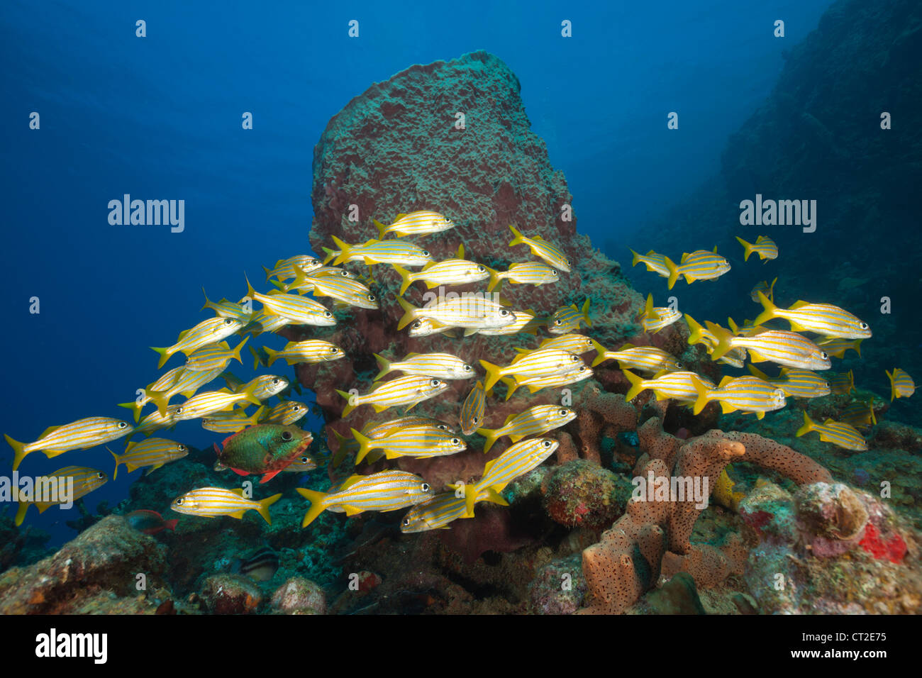 Cardumen de roncadores, Haemulon chryargyreum Smallmouth, Mar Caribe Dominica Foto de stock
