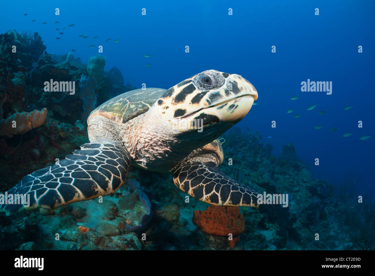 La tortuga carey, Eretmochelys imbriocota, Mar Caribe Dominica Foto de stock