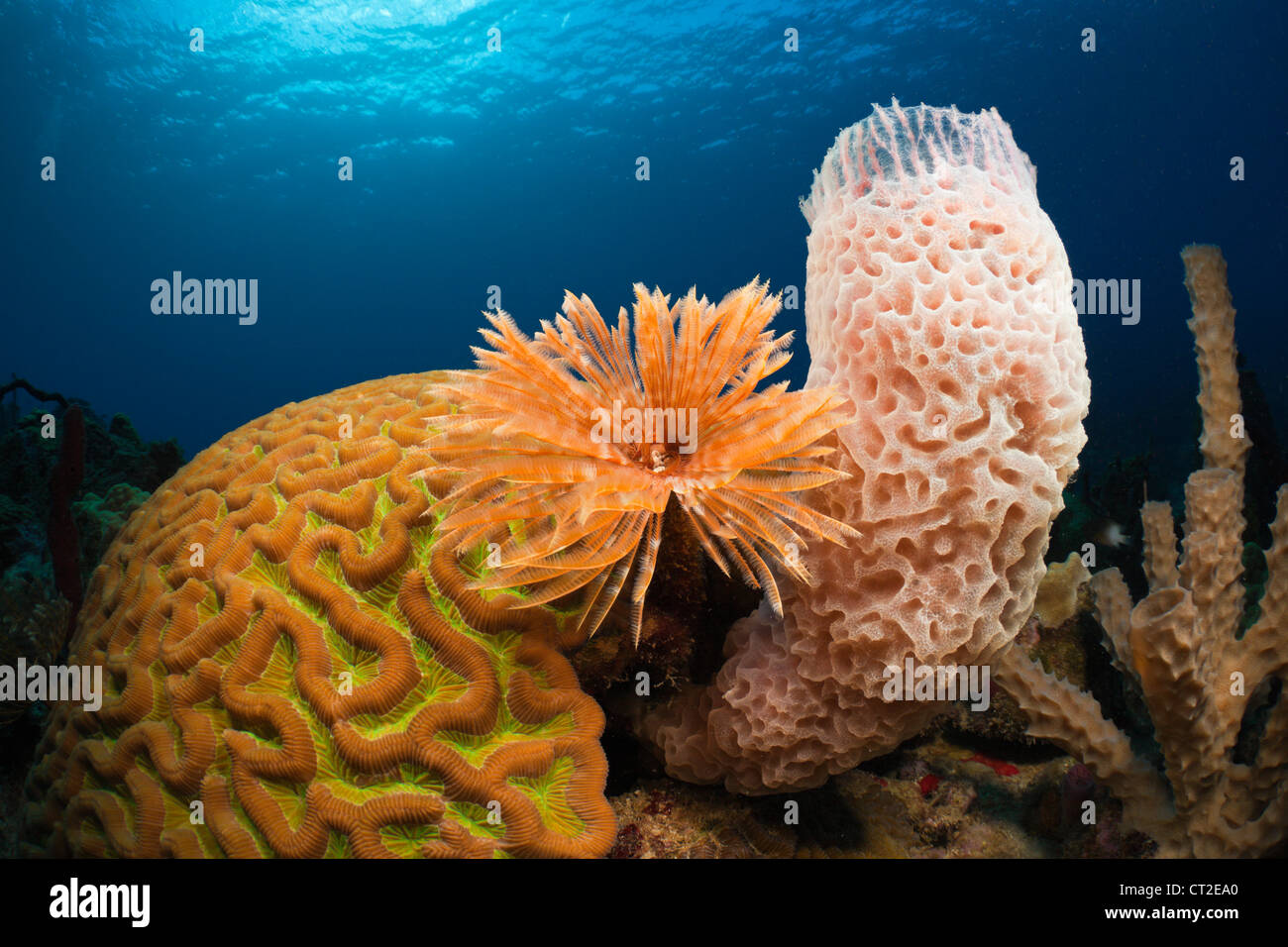 Arrecifes de Coral del Caribe, Mar Caribe Dominica Foto de stock