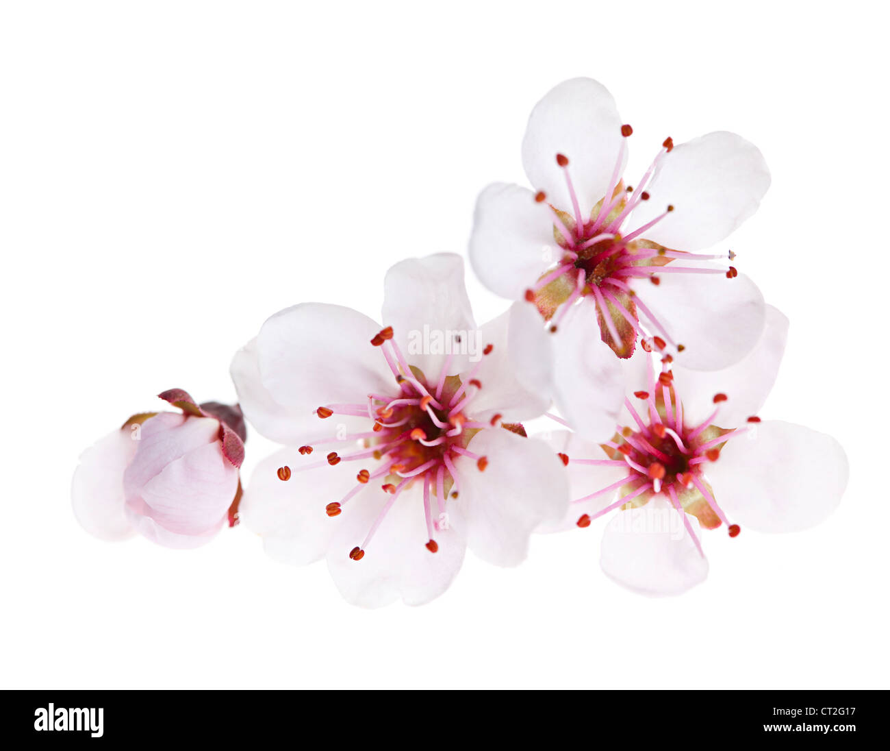 Flores de cerezo en flor cerca aisladas sobre fondo blanco. Foto de stock