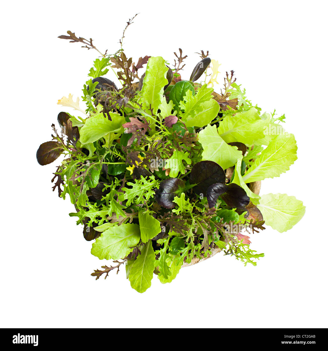 Las plántulas en macetas de jardín y la ensalada de lechuga verdes desde arriba Foto de stock