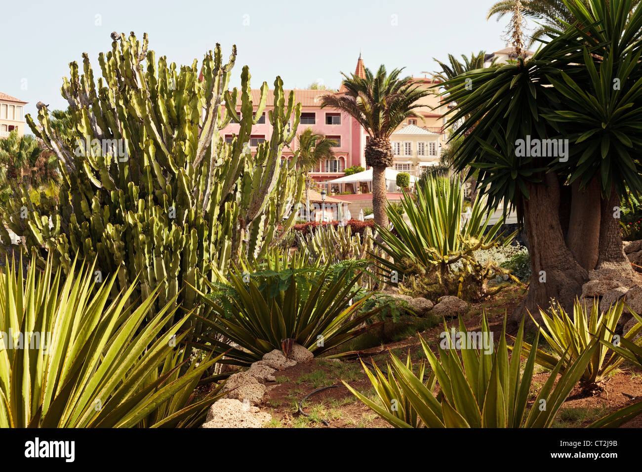 Zona de jardín en el hotel de cinco estrellas Hotel Bahía del Duque resort en Costa Adeje, Tenerife, Islas Canarias, España. Foto de stock