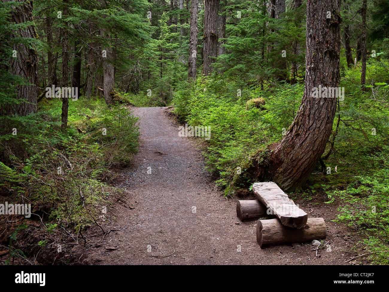 Hiking Trail, Ganador Creek, el Bosque Nacional de Chugach, Alaska, EE.UU. Foto de stock