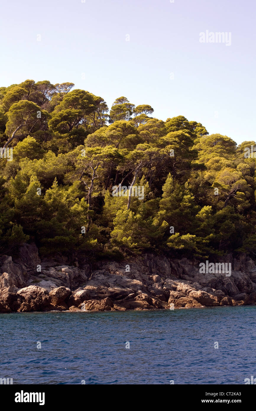 Pino carrasco Lokrum Island Dalmacia Dubrovnik Croacia Foto de stock