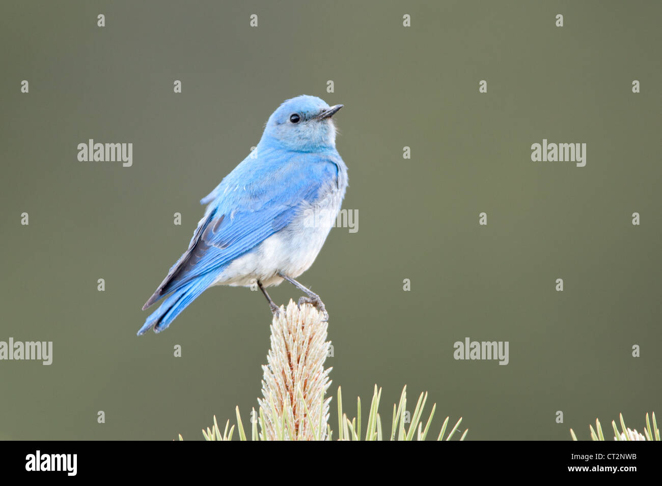 Montaña Pájaro azul Ornitología pájaro cantor naturaleza Parque Nacional de las Montañas Rocosas RMNP Rockies Colorado Foto de stock