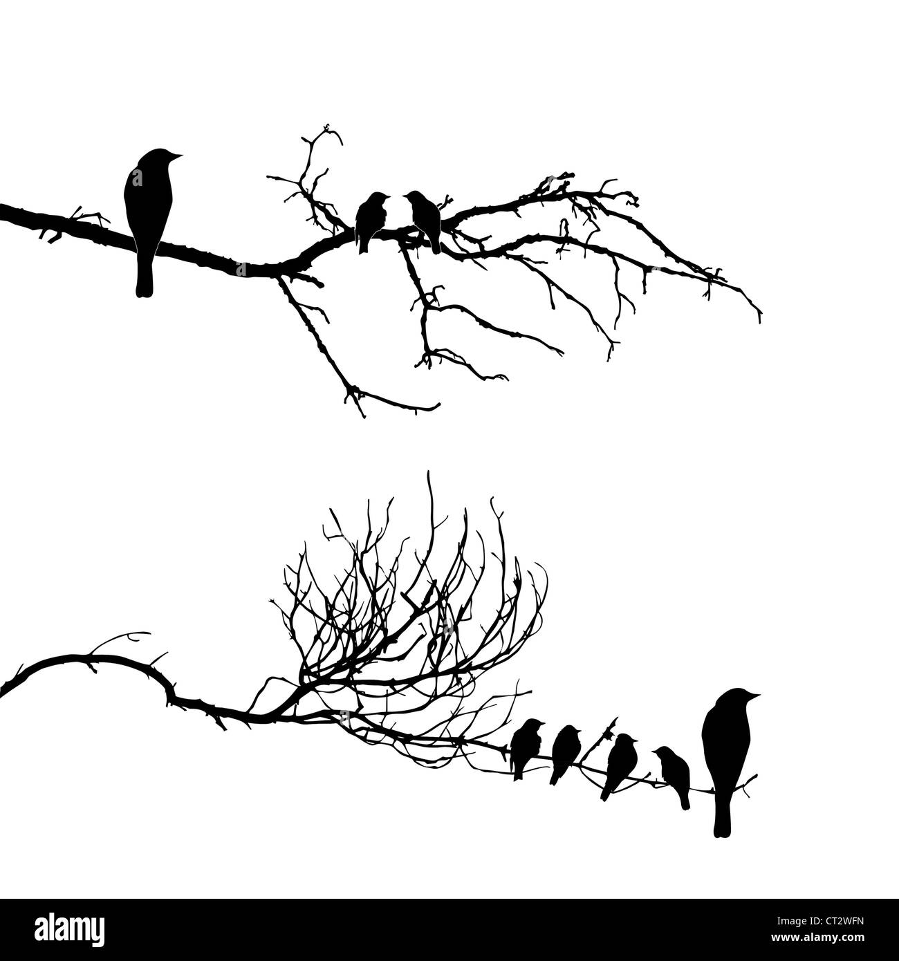 Silueta de vectores de los pájaros en la rama Fotografía de stock - Alamy