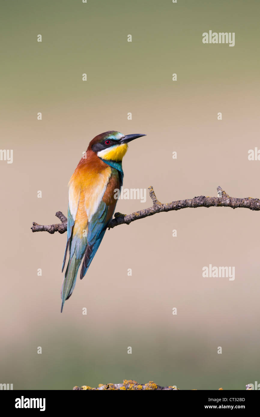 Merops apiaster Bee Eater; España; Foto de stock