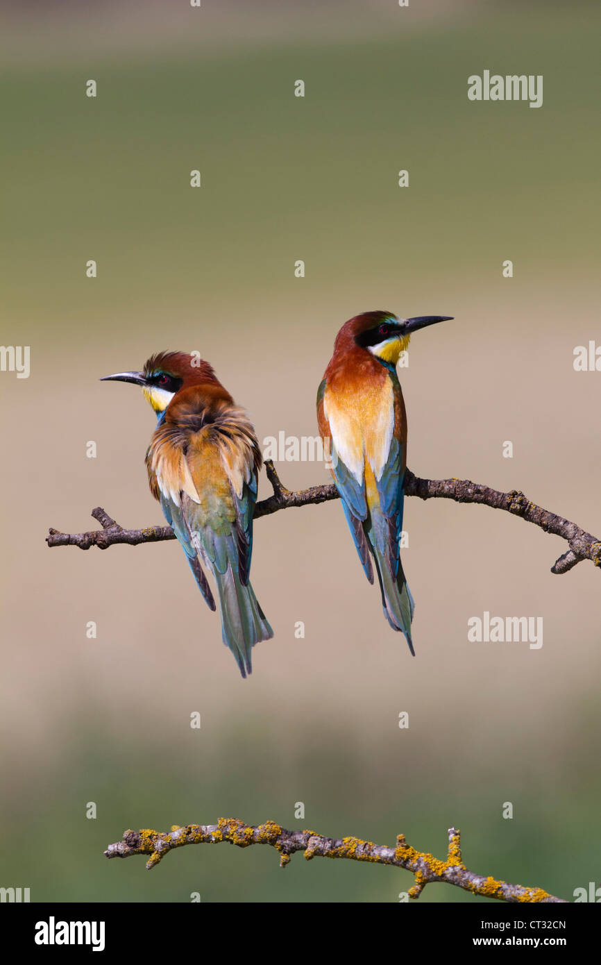 Merops apiaster Bee Eaters; España; Foto de stock