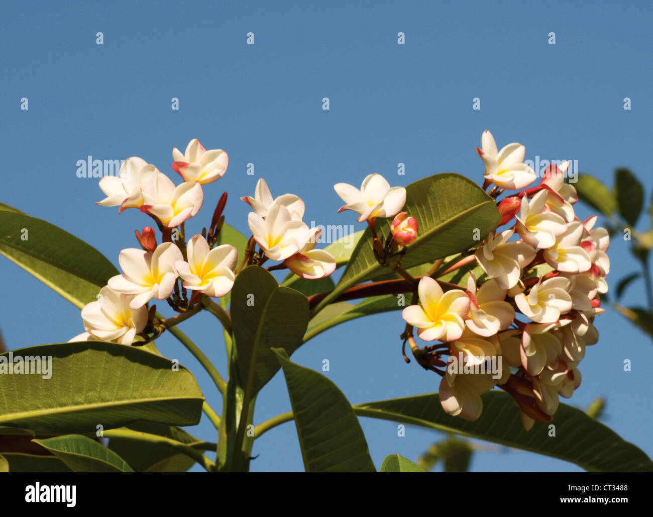 Plumeria, Frangipani, West Indian Jasmine, Monoi Fotografía de stock Alamy