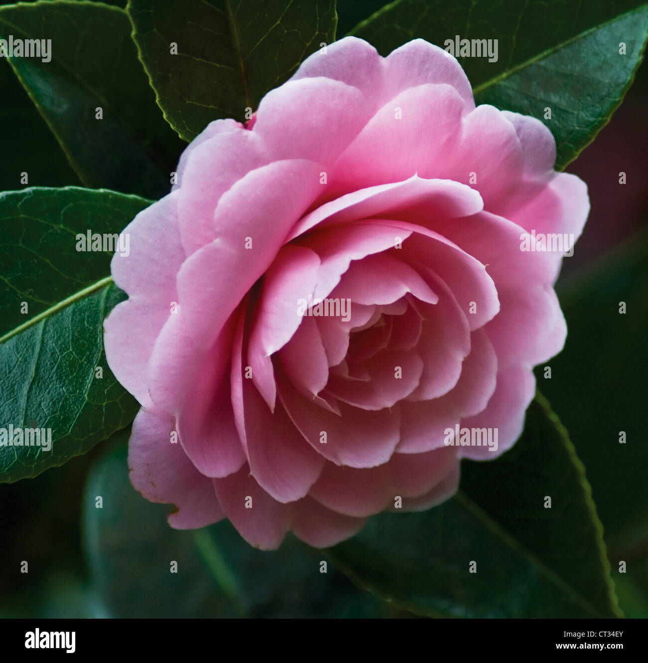 X Camellia williamsii 'Monica Dance', una sola flor rosa creciendo en un arbusto. Foto de stock