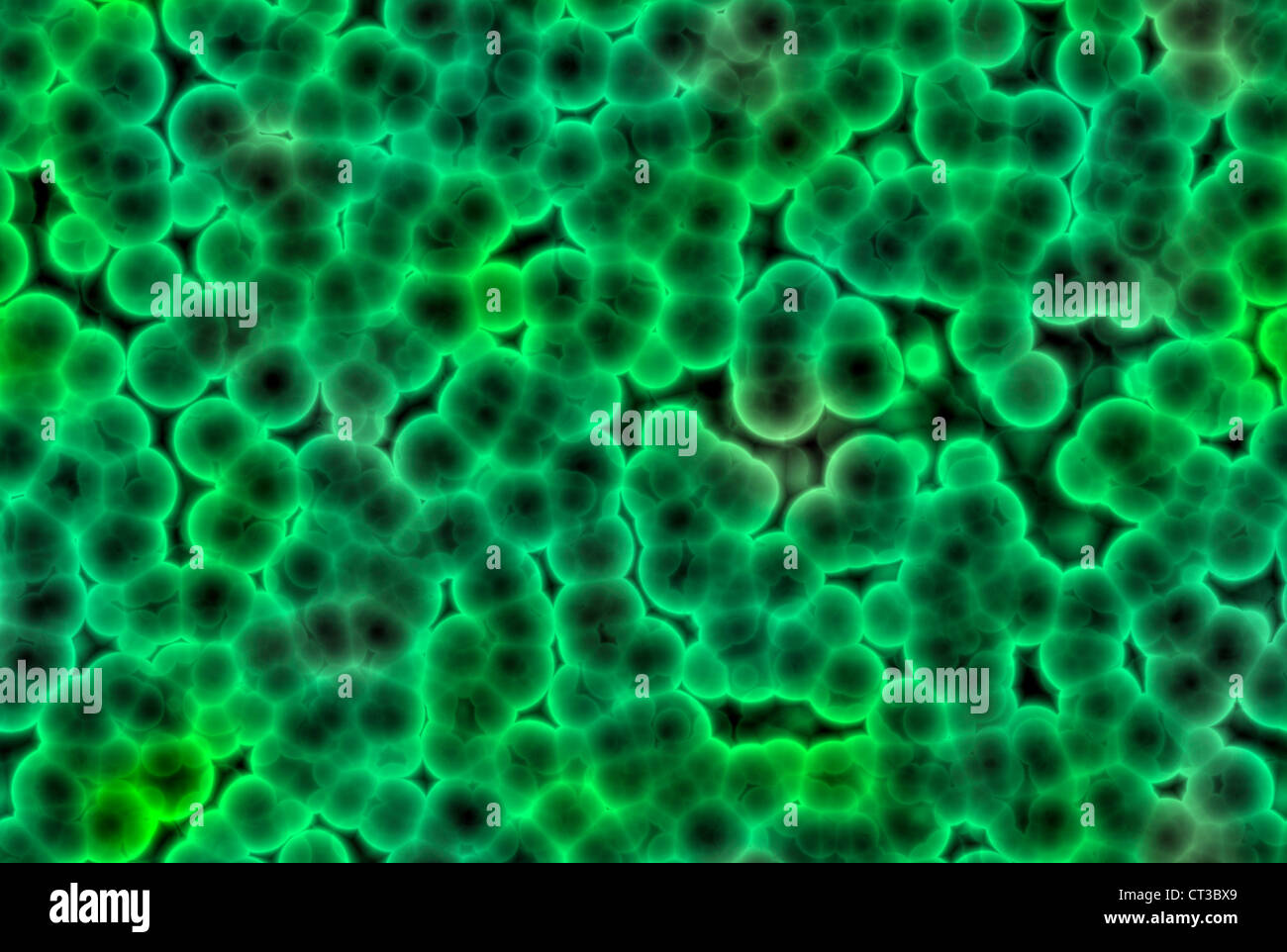 Resumen Las células de las bacterias de color verde Foto de stock