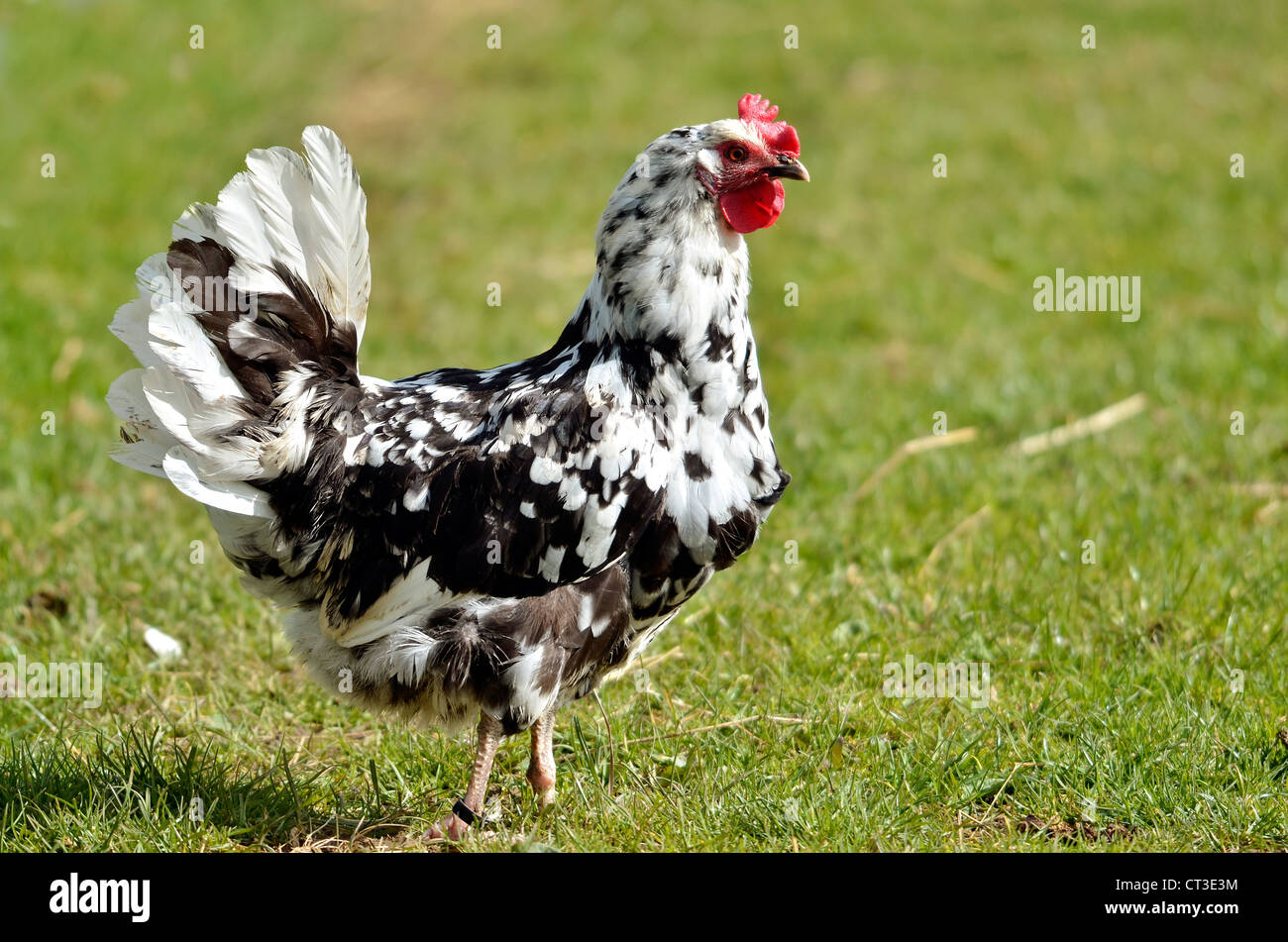 Blanco y negro gallina (Gallus) de pie sobre el césped y vistos de perfil Foto de stock