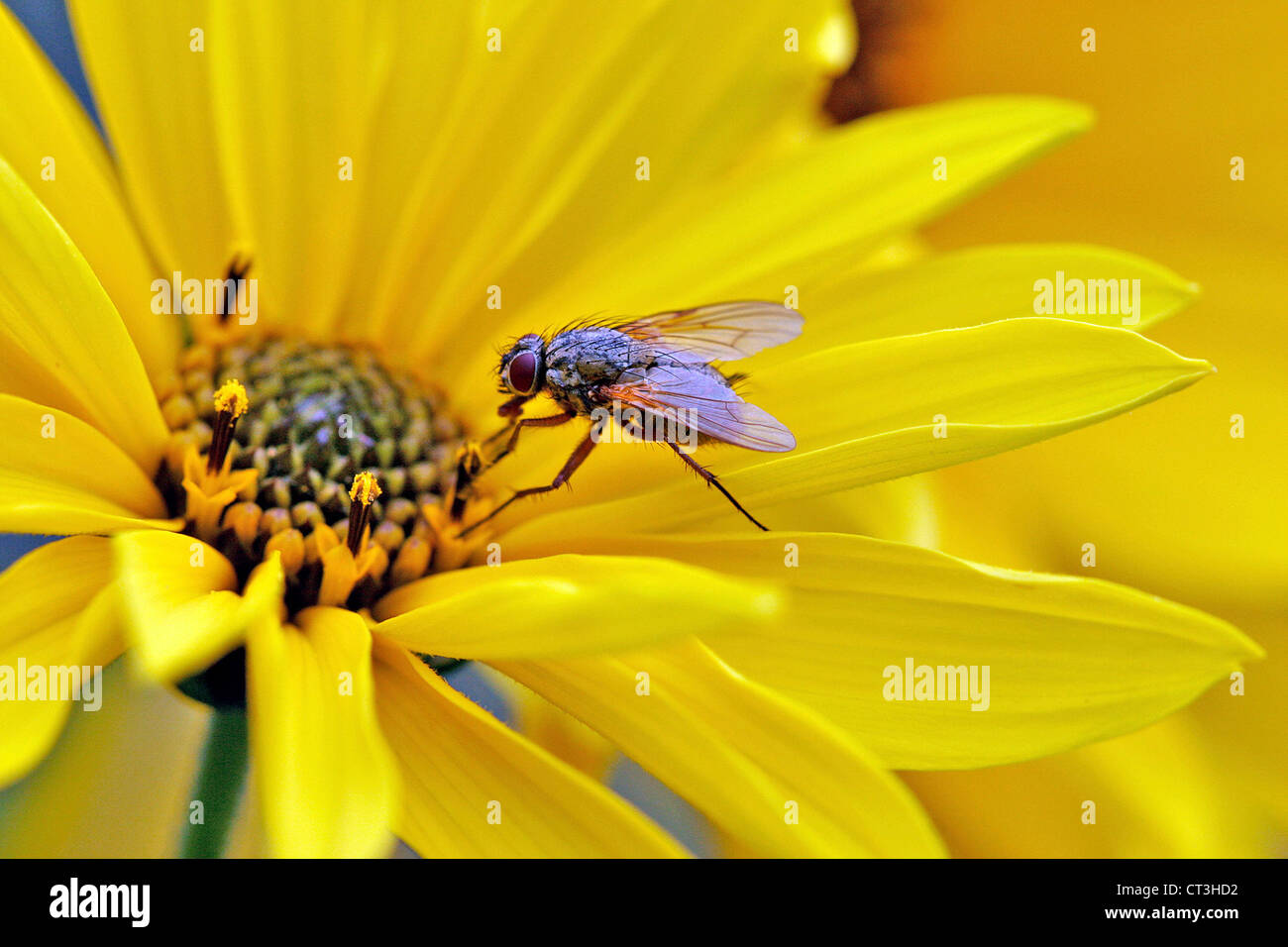 Mosca amarilla muscidae fotografías e imágenes de alta resolución - Alamy
