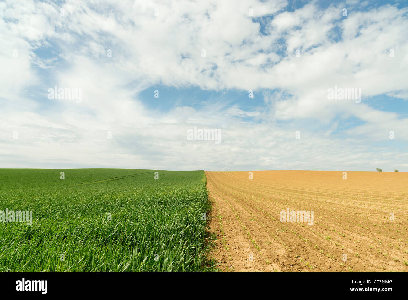 Frontera entre campos de cultivo Foto de stock