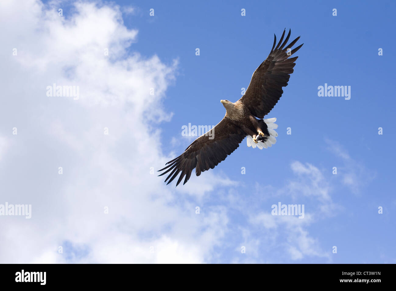 Montañas del águila fotografías e imágenes de alta resolución - Alamy