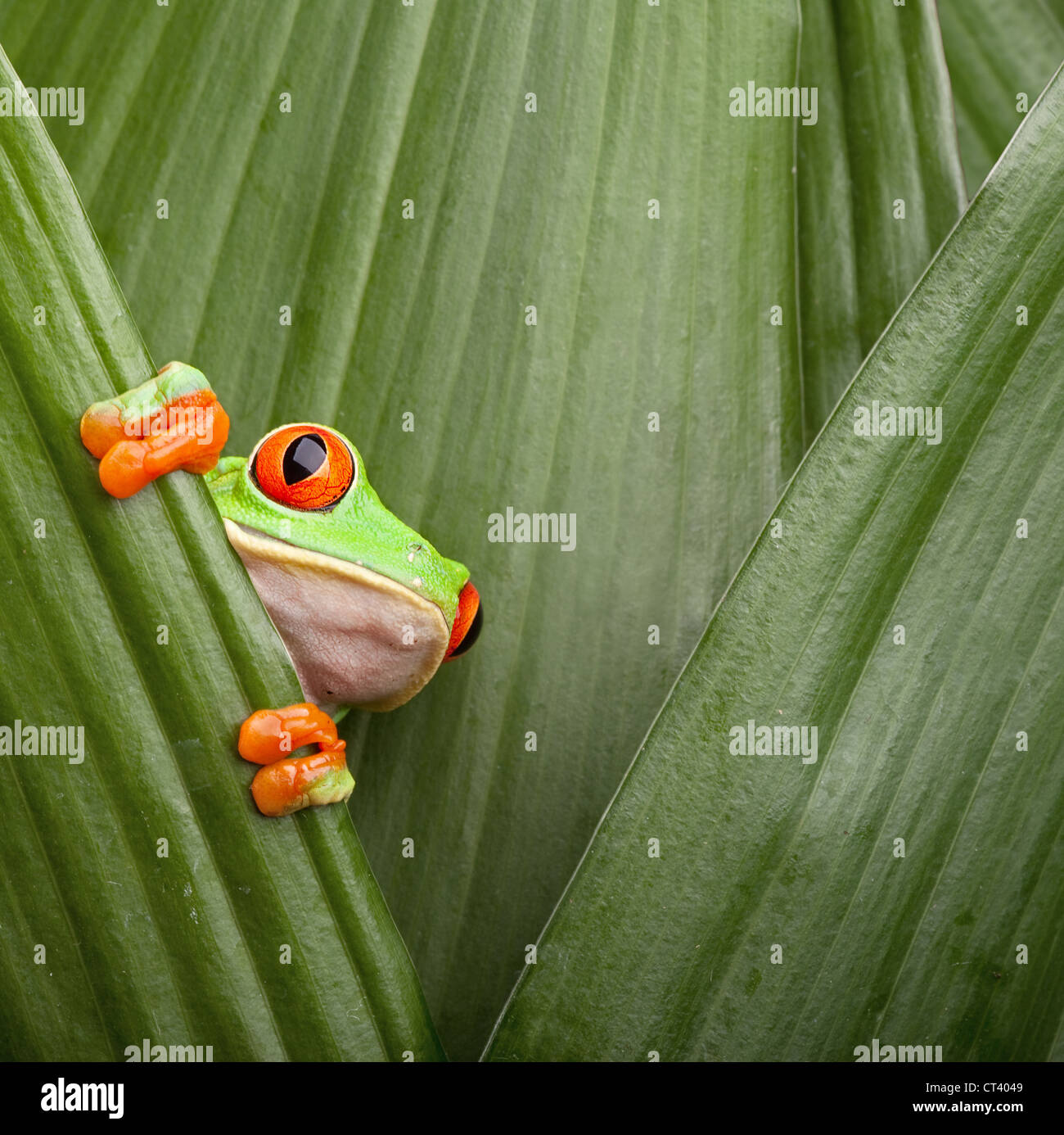 Red eyed Tree Frog escondido entre las hojas de la selva tropical de Costa Rica curioso Foto de stock