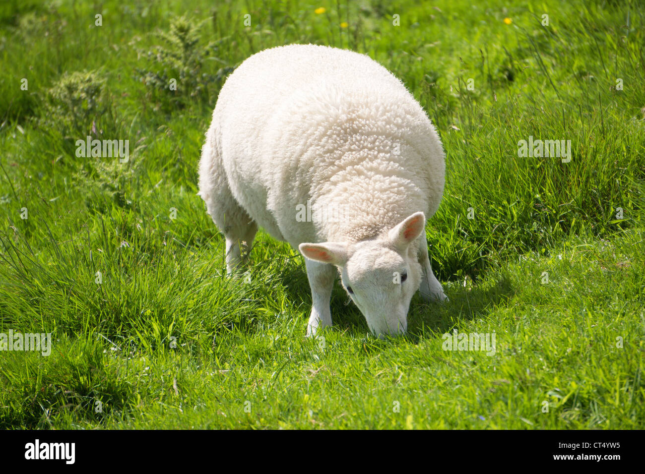Cordero blanco comiendo hierba verde fresca en tierras de cultivo en Northumberland, Inglaterra, Reino Unido. Foto de stock