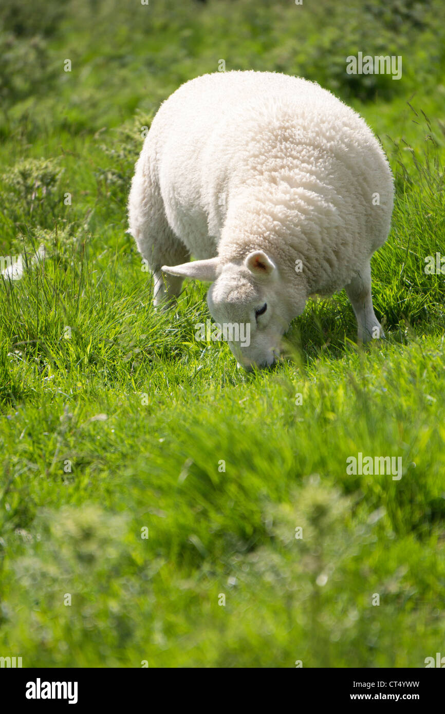 Cordero blanco comiendo hierba verde fresca en tierras de cultivo en Northumberland, Inglaterra, Reino Unido. Foto de stock