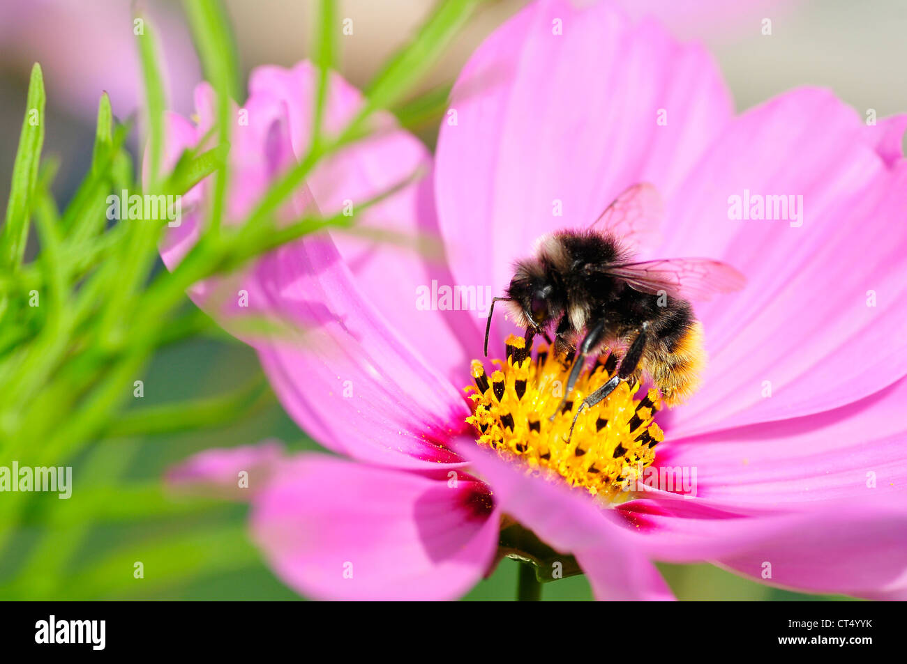Macro de la abeja de miel (Apis) que alimentan el cosmos rosa flor Foto de stock