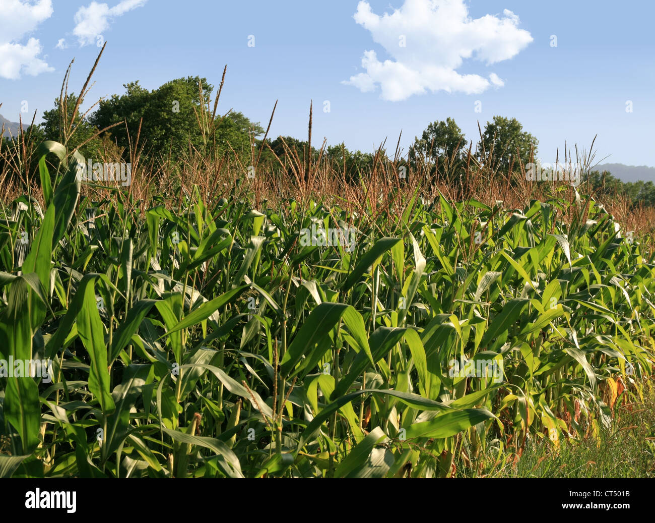 Campo de maíz sobre un cielo azul en verano Foto de stock