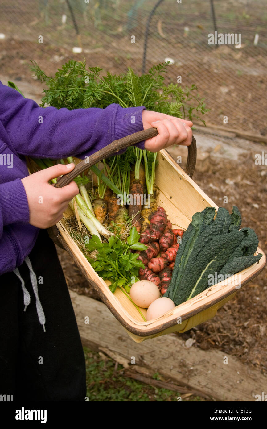 Casa cultiva hortalizas de invierno orgánica en una trug Foto de stock